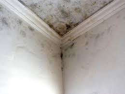 Best Real Estate Mold Inspection in Chillicothe, MO