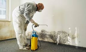 Why You Should Choose Our Mold Remediation Services in Chillicothe, MO